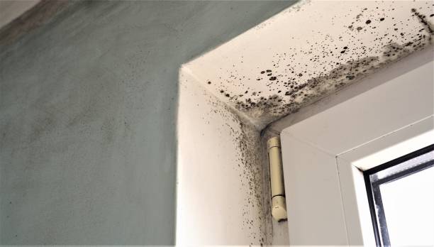 Best Environmental Consulting for Mold Prevention  in Santa Claus, IN