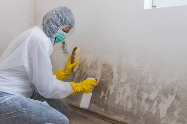 Best Mold Odor Removal Services  in Santa Claus, IN